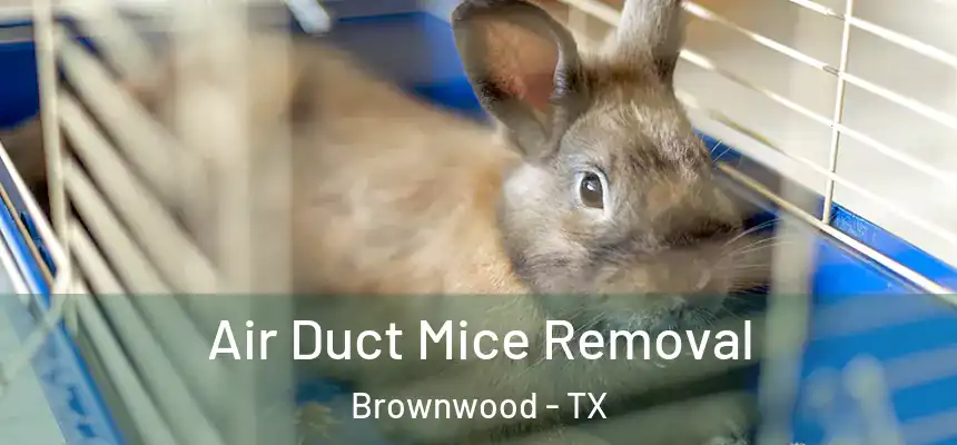  Air Duct Mice Removal Brownwood - TX